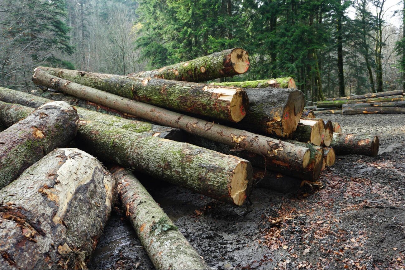 Timber logs at our factory in Transylvania